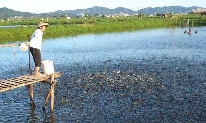 脆妃 来了 罗非鱼养殖新技术培训走进广州南沙长莫村