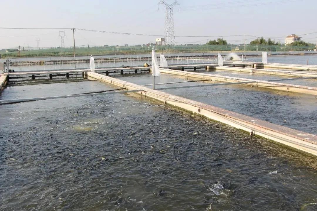 江苏水产养殖尾水排放强制标准如何落地制度监管财政支持双管齐下