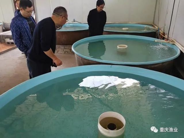重庆市巫山县多鳞白甲鱼人工繁殖创新高