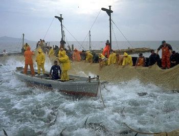 欧盟国家仍反对欧洲委员会提出的蓝鳍金枪鱼捕