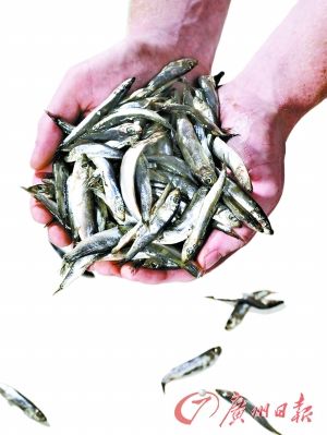 淡水鱼涨因成本升 禁渔还需治污-综合新闻- 中