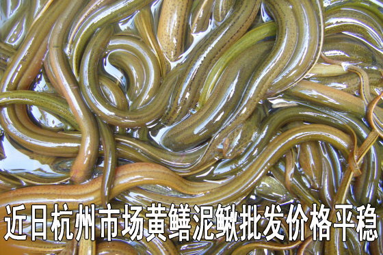 杭州市场黄鳝泥鳅批发价格平稳-综合行情- 中国