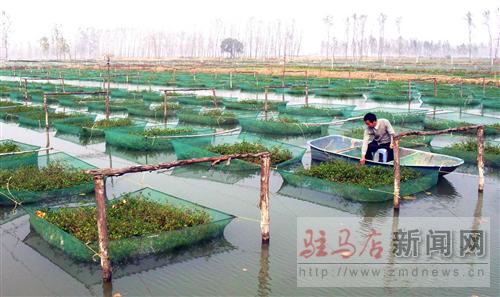 河南省汝南县常兴镇曾庄村水产养殖成为农民致