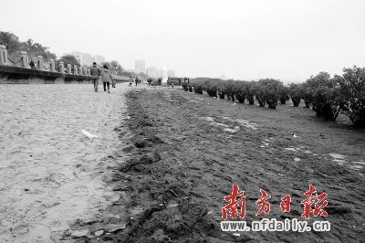 湛江霞山海滩布满青苔敲响污染警钟