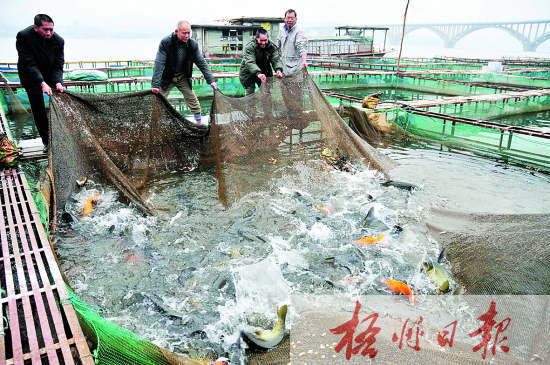 广西梧州:网箱养鱼工提网查看即将捕捞上市的