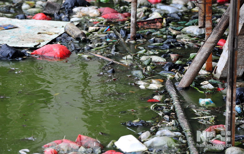 海口群众举报被垃圾包围的鱼塘 以后谁敢吃鲶