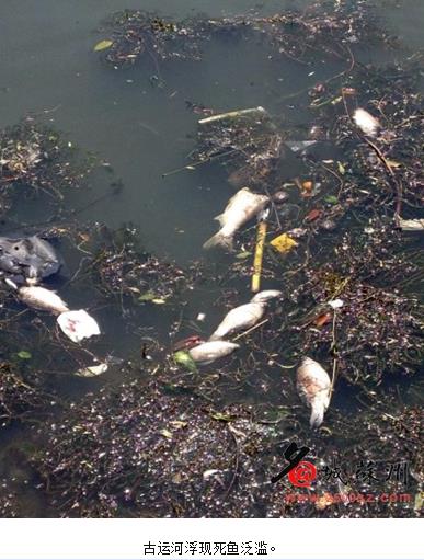 江苏苏州古运河死鱼成群管理部门称与水质污染无关