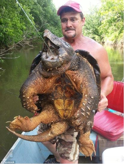 美国垂钓者意外捕获大鳄龟 面相狰狞超恐怖
