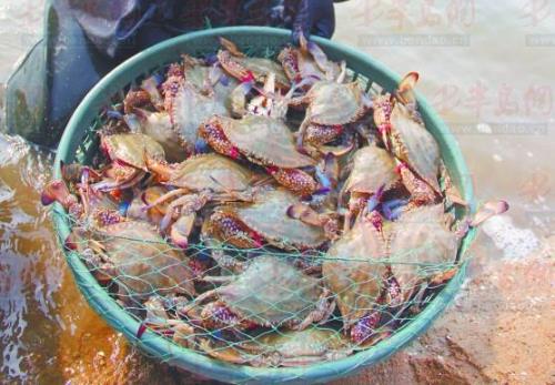 山东日照海捕蟹占据市场 养殖蟹价格高卖不动