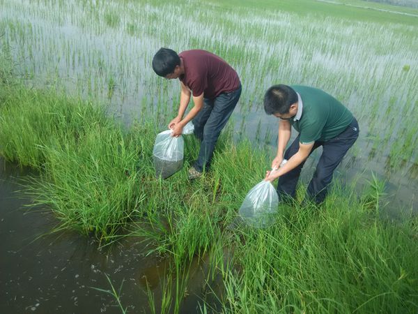 站成功引进台湾泥鳅优化了陕北地区稻田养殖品