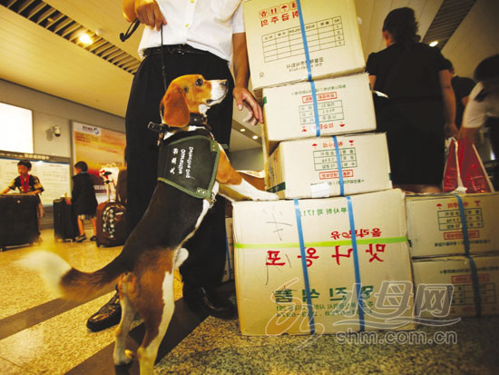 山东烟台:俩旅客携67公斤鱿鱼制品入境被检疫