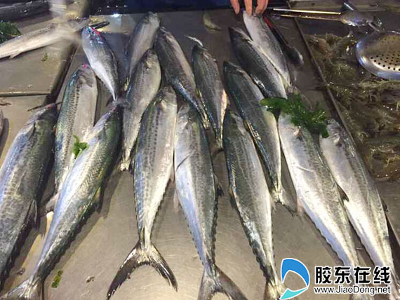 鲅鱼吃海鲜_山东烟台开海第一天市场海鲜增多鲅鱼遭疯抢