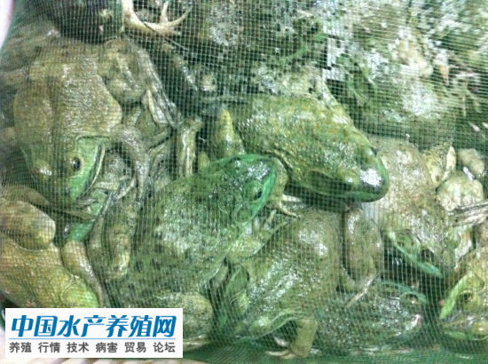 近期牛蛙市场供需稳定价格慢慢下滑广东福建货