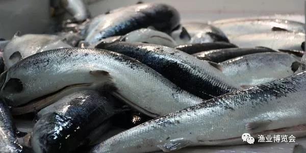 8月夏季假期来临,挪威大西洋鲑鱼价格较合理
