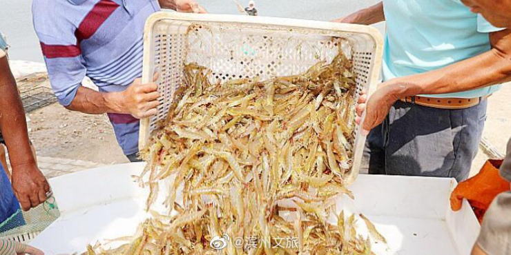 山东滨州北海“盐田虾”进入捕捞季，捕捞将一直持续到十月底