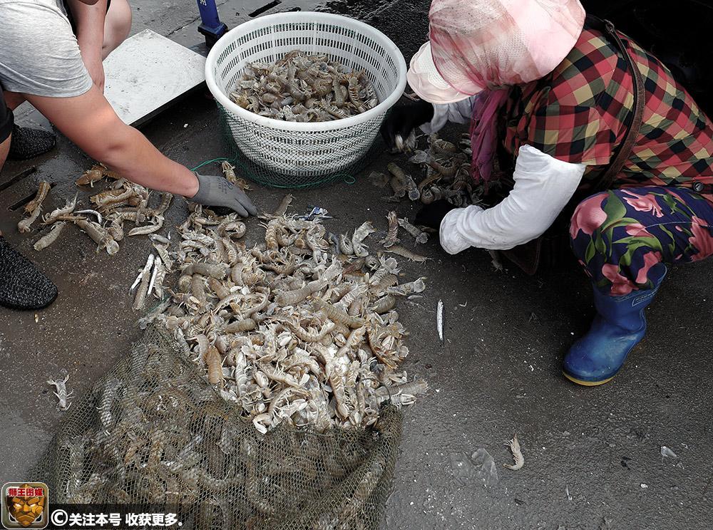 山东日照渔民半夜出海捞水产日赚800元 皮皮虾