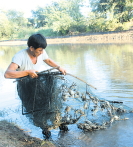 河蟹青虾鳜鱼同池共养技术
