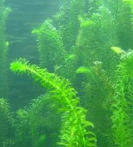 河蟹塘里轮叶黑藻伊乐藻的管理方法