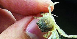 中华绒螯蟹的人工育苗条件介绍
