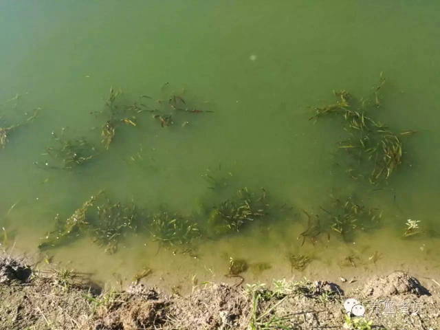 不同塘口环境河蟹翻倍率图片对比以及蓝藻处理
