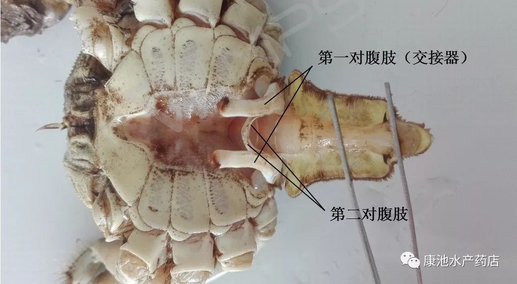 螃蟹内脏结构图图片