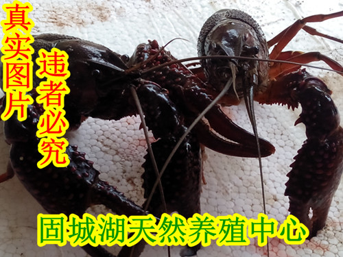 长期收购淡水小龙虾·最好是淮安附近地区的_