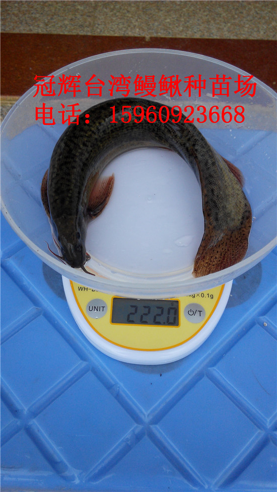 湖州小菜鱼苗:出售台鳅种鳅(一斤5-7条,统货或