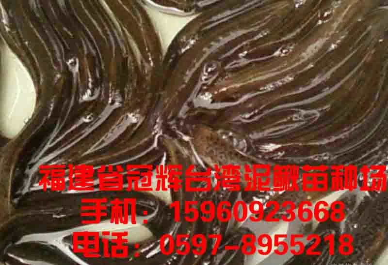 福建台湾泥鳅鱼养殖繁育厂出售泥鳅鱼苗