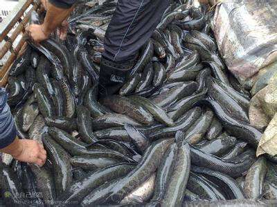 黑鱼养殖基地现批发黑鱼苗价格低,质量好,提供
