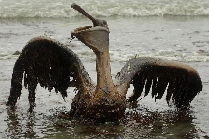 美报告称墨西哥湾今年恐成史上鱼类最大死亡区