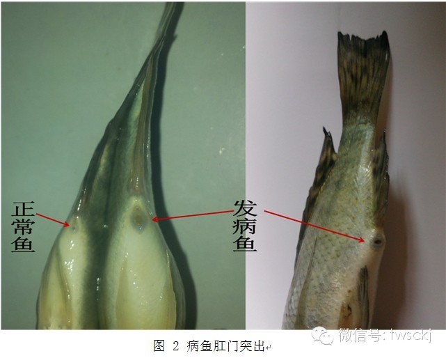 罗非鱼疾病诊断图解图片