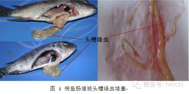 罗非鱼疾病诊断图解图片