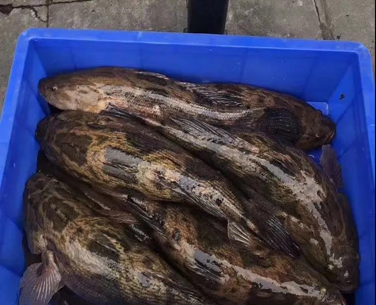 竹壳乌鱼市场价图片