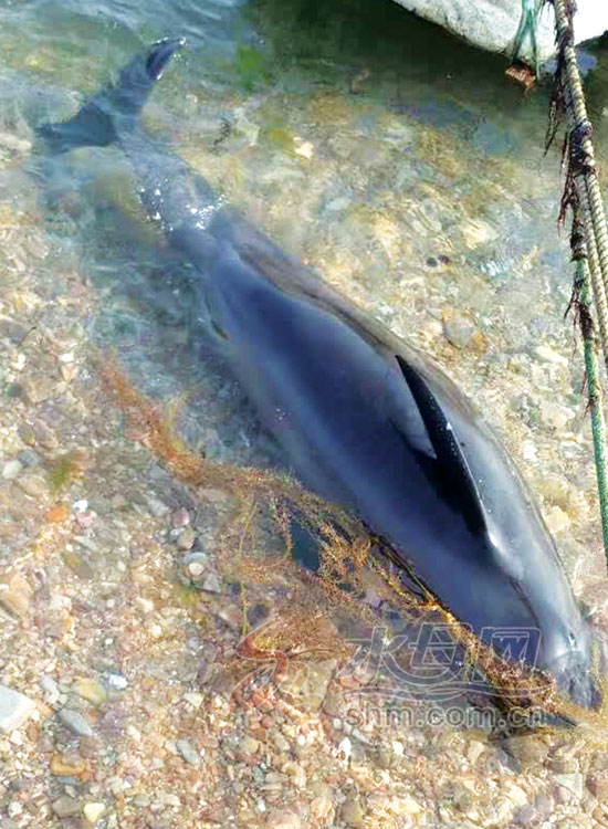 山东烟台崆峒岛发现一只死亡江豚 随海水上下